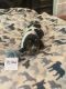 Basset Hound Puppies for sale in Gaithersburg, MD, USA. price: NA