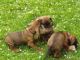 Bavarian Mountain Hound Puppies