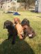 Bavarian Mountain Hound Puppies for sale in Austin, TX, USA. price: NA
