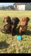 Bavarian Mountain Hound Puppies for sale in Seattle, WA, USA. price: NA