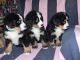 Beautiful Bernese Mountain puppies