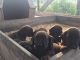 Bavarian Mountain Hound Puppies for sale in Damon, TX 77430, USA. price: NA