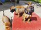 Bavarian Mountain Hound Puppies for sale in Michigan Ave, Inkster, MI 48141, USA. price: NA