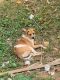 Bavarian Mountain Hound Puppies for sale in Roanoke, VA 24019, USA. price: NA