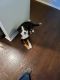 Bernese Mountain dog puppy. Lily looking for a loving home