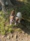 Beabull Puppies for sale in Coshocton, OH 43812, USA. price: NA