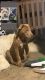 Beabull Puppies for sale in Ceres, CA, USA. price: $400