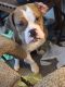 Beabull Puppies for sale in Duncannon, PA 17020, USA. price: $250