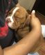 Beabull Puppies for sale in Acworth, GA, USA. price: $10,000