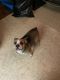 Beabull Puppies for sale in Windsor, NY 13865, USA. price: $100