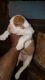 Beabull Puppies for sale in New York, NY, USA. price: $1,500