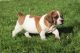 Beabull Puppies for sale in Canton, OH, USA. price: $850