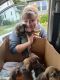 Beabull Puppies for sale in Kimbolton, OH 43749, USA. price: $800