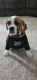 Beabull Puppies for sale in Massillon, OH, USA. price: NA