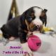Beabull Puppies for sale in Stuart, NE 68780, USA. price: $300