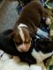 Beabull puppies for sale