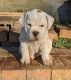 Beabull Puppies for sale in Coshocton, OH 43812, USA. price: NA