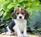Beagle Puppies for sale in Bay Ridge, Brooklyn, NY, USA. price: NA