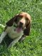 Beagle Puppies for sale in Niederwald, TX 78640, USA. price: $280