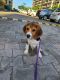 Beagle Puppies for sale in Mayur Vihar Phase III, New Delhi, India. price: 20000 INR