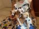 Lemon beagles for adoption