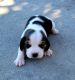 Beagle Puppies for sale in Fort Meade, FL, USA. price: $800