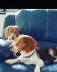 Pure Beagle puppies