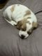 Beagle Puppies for sale in Louisville, KY 40214, USA. price: $250