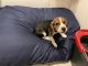Beagle Puppies for sale in Chicago, IL, USA. price: $550