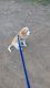 Beagle Puppies for sale in Mumbai, Maharashtra, India. price: 4210500 INR