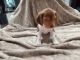 Beagles Puppies for sale the eternas pupi6es