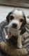 Beagle Puppies for sale in Vasundhara, Ghaziabad, Uttar Pradesh, India. price: 20000 INR