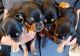 Beagle Puppies for sale in Roaming Shores, OH 44085, USA. price: NA
