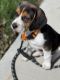 Leo- Male Beagle sales in Pittsburgh