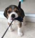 Beagle Puppies for sale in Toronto Rd, Springfield, IL, USA. price: $750