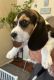 Beagle puppies looking for forever home