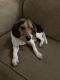 Beagle Puppies for sale in Chicago, IL, USA. price: $900