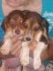 Beagle Puppies for sale in 412 Warren Rd, Mansfield, OH 44906, USA. price: NA