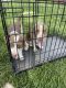 Beagle Puppies for sale in Campbellsville, KY 42718, USA. price: $350