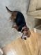 Beagle Puppies for sale in Stephens City, VA, USA. price: $450
