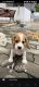 Beagle Puppies for sale in Nagpur, Maharashtra, India. price: 20000 INR