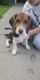 Beagle Puppies for sale in Newton Falls, OH 44444, USA. price: NA