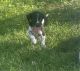 Beagle Puppies for sale in Sidney, OH 45365, USA. price: NA