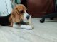 Beagle Puppies for sale in Indirapuram, Ghaziabad, Uttar Pradesh, India. price: 18000 INR