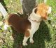 Beagle Puppies for sale in Sardis, OH 43946, USA. price: NA