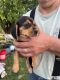 Beagle Puppies for sale in Falmouth, KY, USA. price: $25,000