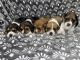 Beagle Puppies for sale in Fort Campbell, KY, USA. price: $500