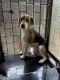 Beagle Puppies for sale in Mumbai, Maharashtra, India. price: 15000 INR