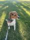 Beagle Puppies for sale in Denver, CO, USA. price: $200