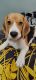 Beagle Puppies for sale in Pune, Maharashtra, India. price: 10000 INR
